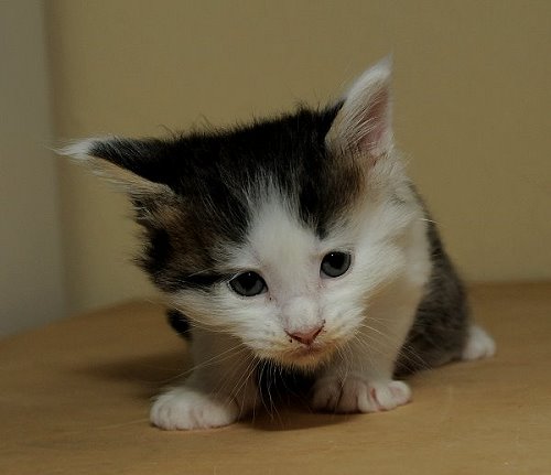 Lucina´s Newton, 4 Wochen alt