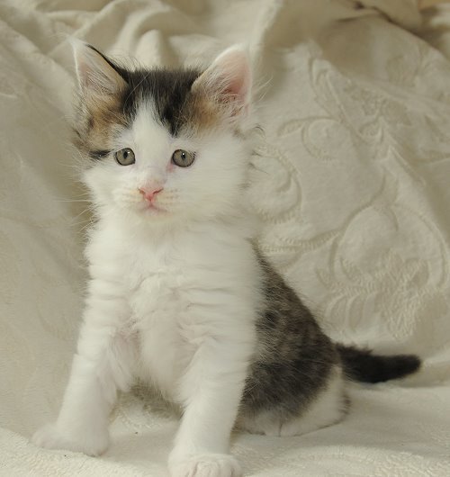 ucina´s Newton, 6 Wochen alt