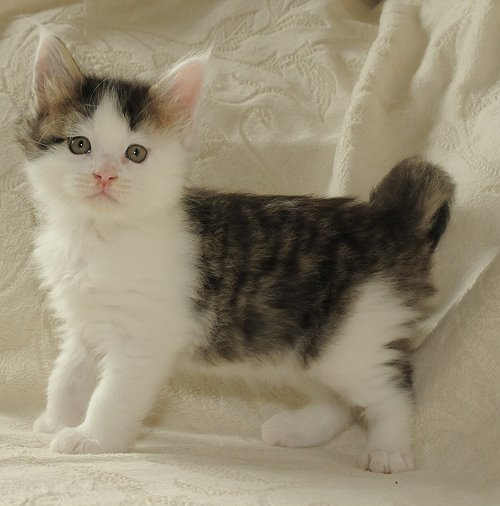 Lucina´s Newton, 6 Wochen alt