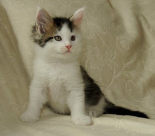 Lucina´s Newton, 7 Wochen alt