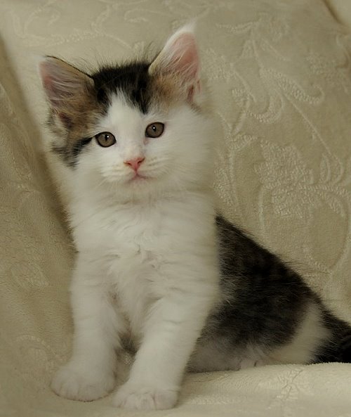 Lucina´s Newton, 7 Wochen alt