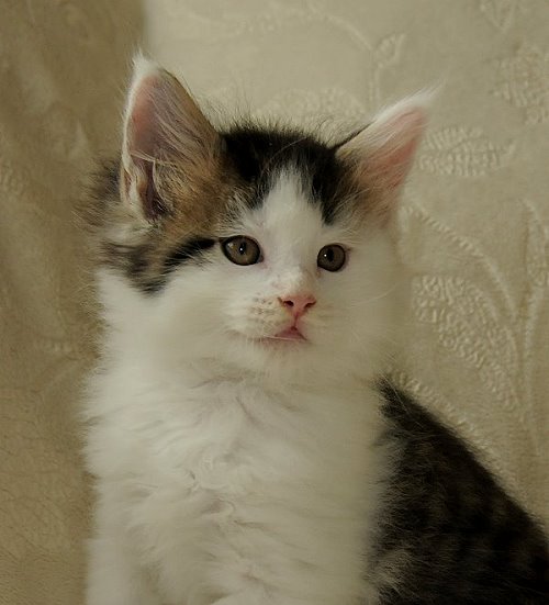 ucina´s Newton, 7 Wochen alt