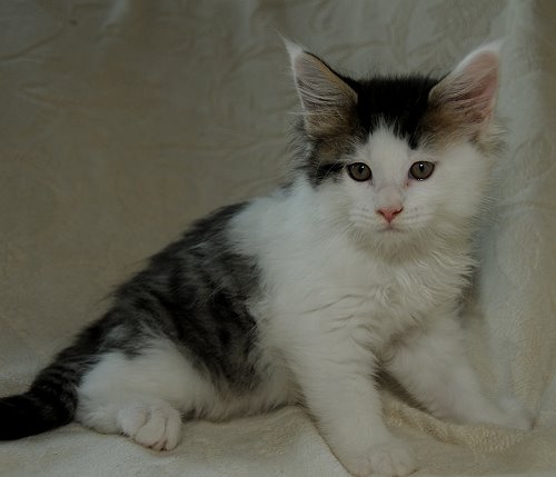 Lucina´s Newton, 8 Wochen alt