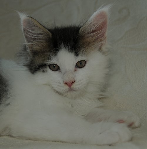 ucina´s Newton, 8 Wochen alt