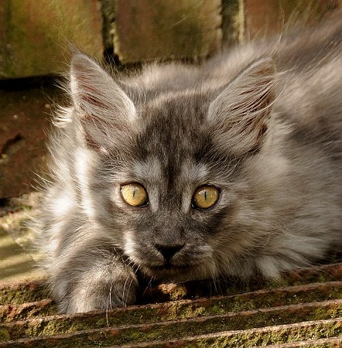 Lucina´s Niccolò, 10 Wochen alt