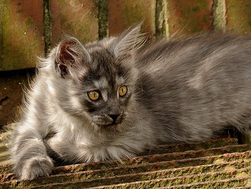 Lucina´s Niccolò, 10 Wochen alt