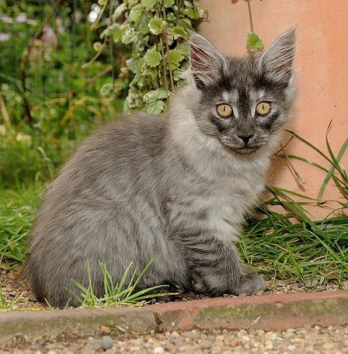 Lucina´s Niccolò, 12 Wochen alt