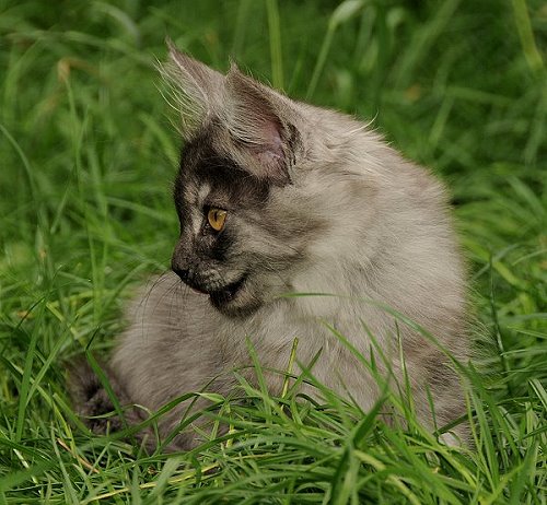 Lucina´s Niccolò, 12 Wochen alt