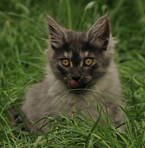 Lucina´s Niccolò, 12 Wochen alt