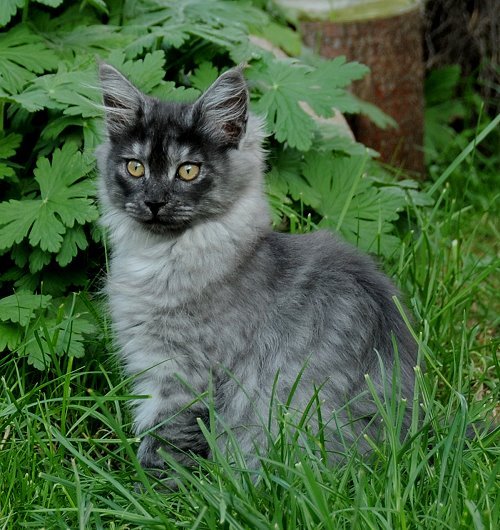 Lucina´s Niccolò, 13 Wochen alt