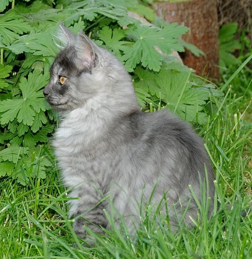 Lucina´s Niccolò, 13 Wochen alt