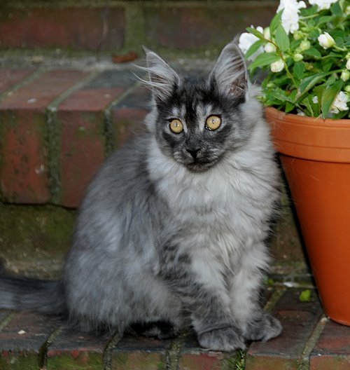 Lucina´s Niccolò, 13 Wochen alt