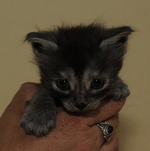 Lucina´s Niccolò, 4 Wochen alt