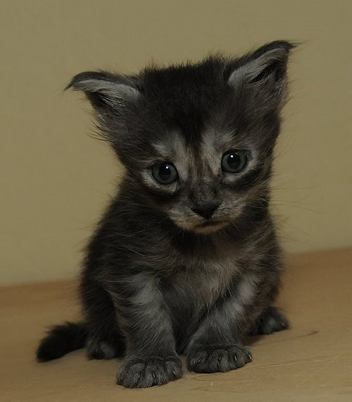 Lucina´s Niccolò, 4 Wochen alt