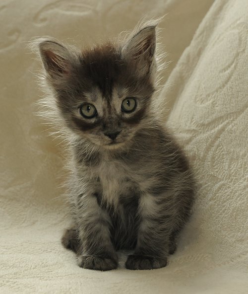 Lucina´s Niccolò, 6 Wochen alt