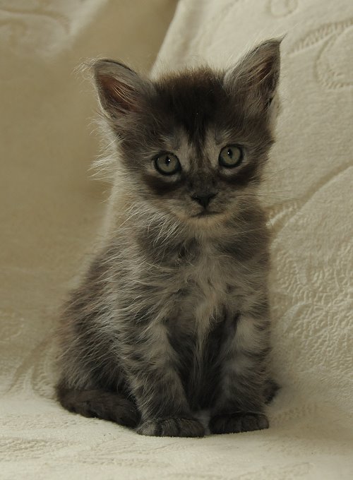 Lucina´s Niccolò, 6 Wochen alt