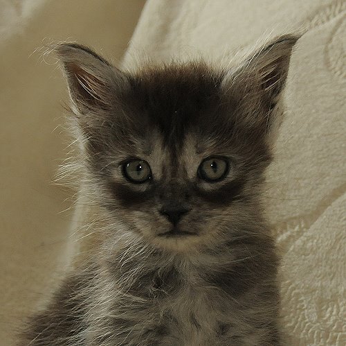 Lucina´s Niccolò, 6 Wochen alt