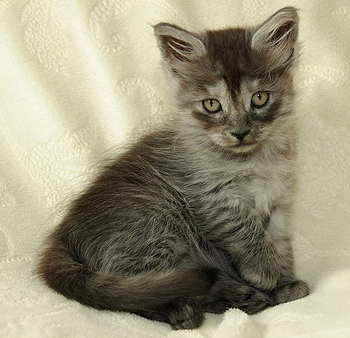 Lucina´s Niccolò, 7 Wochen alt