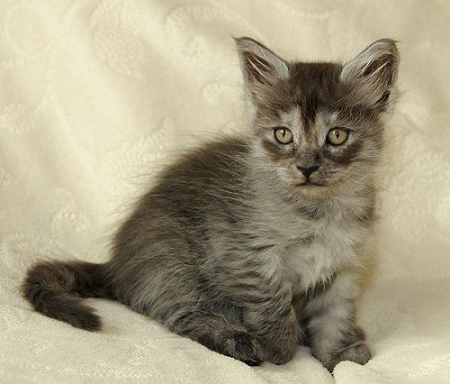 Lucina´s Niccolò, 7 Wochen alt