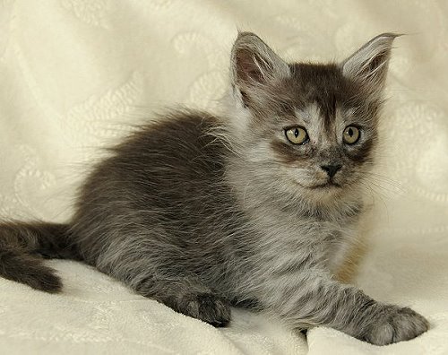 Lucina´s Niccolò, 7 Wochen alt