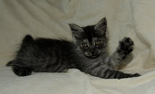 Lucina´s Niccolò, 8 Wochen alt