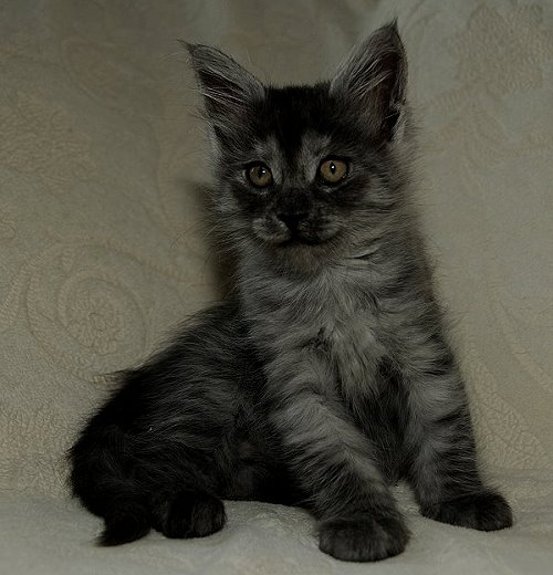 Lucina´s Niccolò, 8 Wochen alt