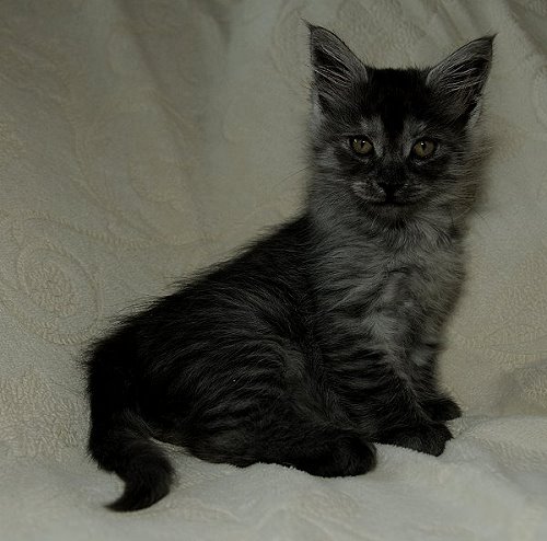 Lucina´s Niccolò, 8 Wochen alt