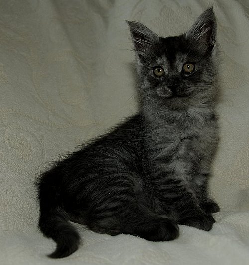 Lucina´s Niccolò, 8 Wochen alt