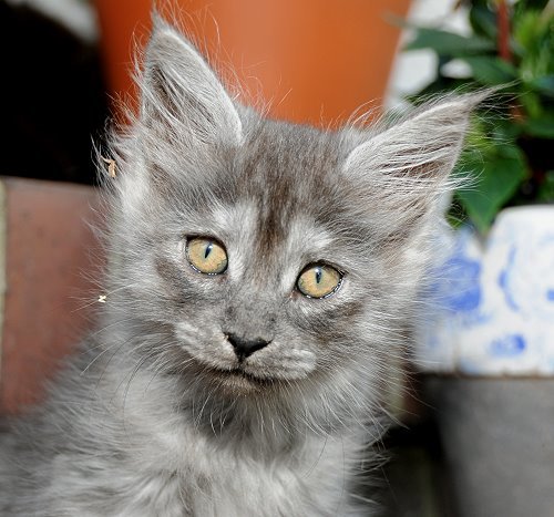 Lucina´s Niccolò, 9 Wochen alt