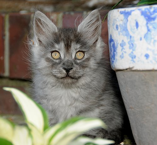 Lucina´s Niccolò, 9 Wochen alt