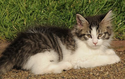 Lucina´s Nietzsche, 10 Wochen alt