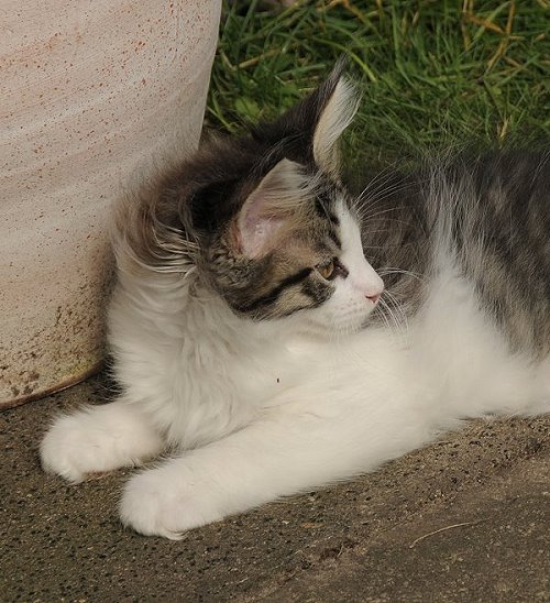 Lucina´s Nietzsche, 10 Wochen alt