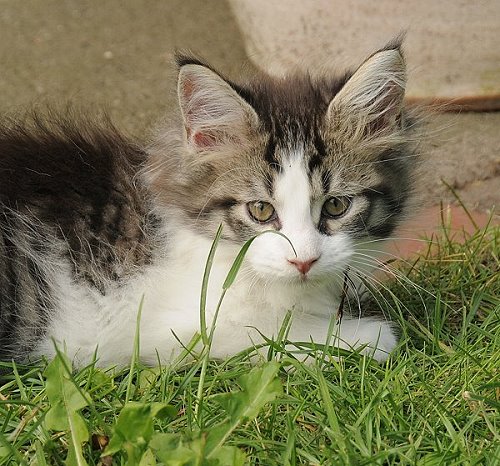 Lucina´s Nietzsche, 10 Wochen alt