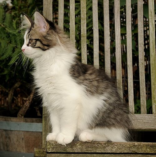 Lucina´s Nietzsche, 12 Wochen alt