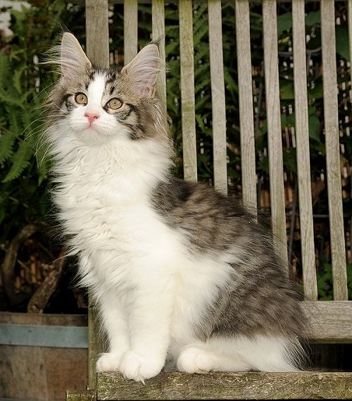 Lucina´s Nietzsche, 12 Wochen alt