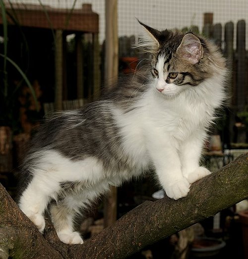 Lucina´s Nietzsche, 12 Wochen alt