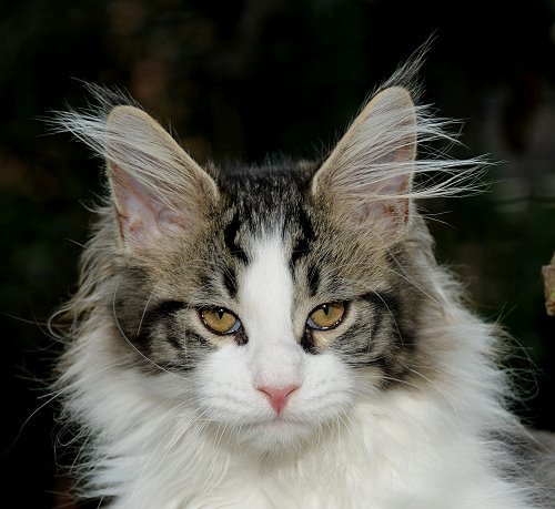 Lucina´s Nietzsche, 13 Wochen alt