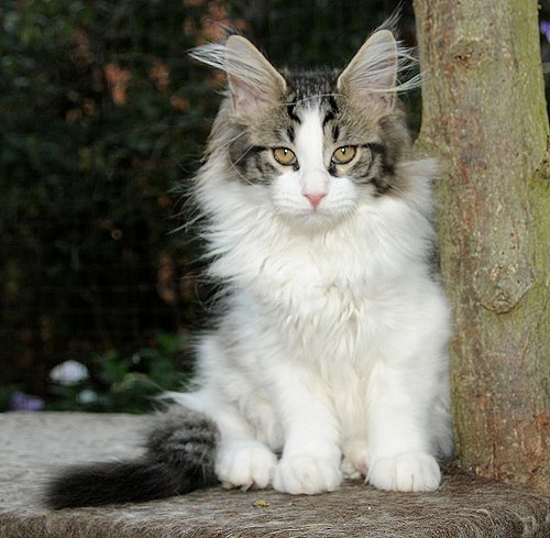 Lucina´s Nietzsche, 13 Wochen alt