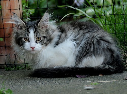 Lucina´s Nietzsche, 13 Wochen alt