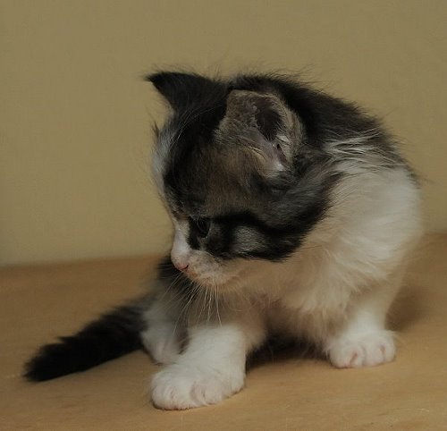 Lucina´s Nietzsche, 4 Wochen alt