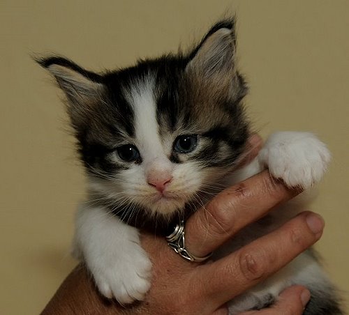 Lucina´s Nietzsche, 4 Wochen alt