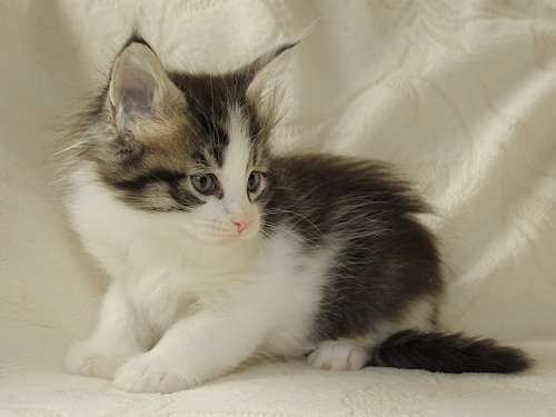 Lucina´s Nietzsche, 6 Wochen alt