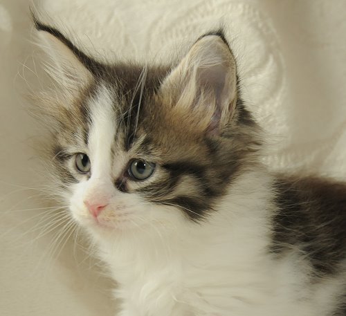 Lucina´s Nietzsche, 6 Wochen alt