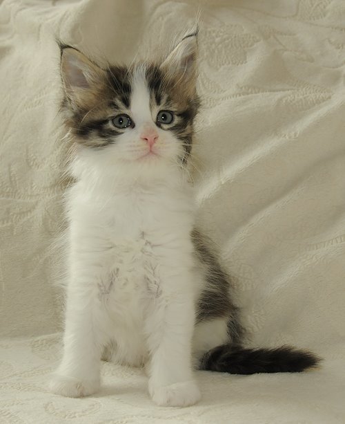 Lucina´s Nietzsche, 6 Wochen alt