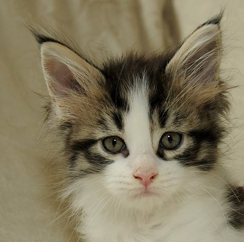 Lucina´s Nietzsche, 7 Wochen alt