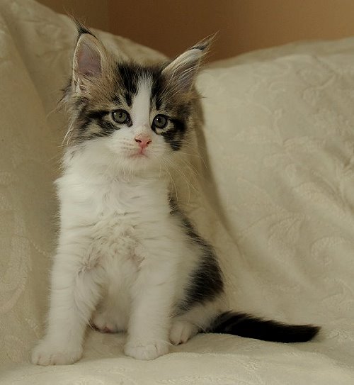 Lucina´s Nietzsche, 7 Wochen alt