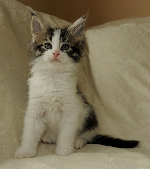 Lucina´s Nietzsche, 7 Wochen alt