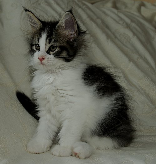 Lucina´s Nietzsche, 8 Wochen alt