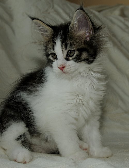 Lucina´s Nietzsche, 8 Wochen alt