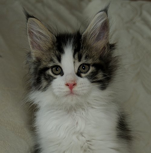 Lucina´s Nietzsche, 8 Wochen alt